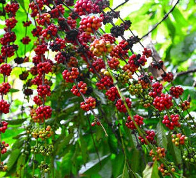 5 Alimentos amenazados por el cambio climático
