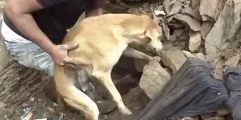 La desesperada lucha de esta perra para salvar a sus cachorros sepultados