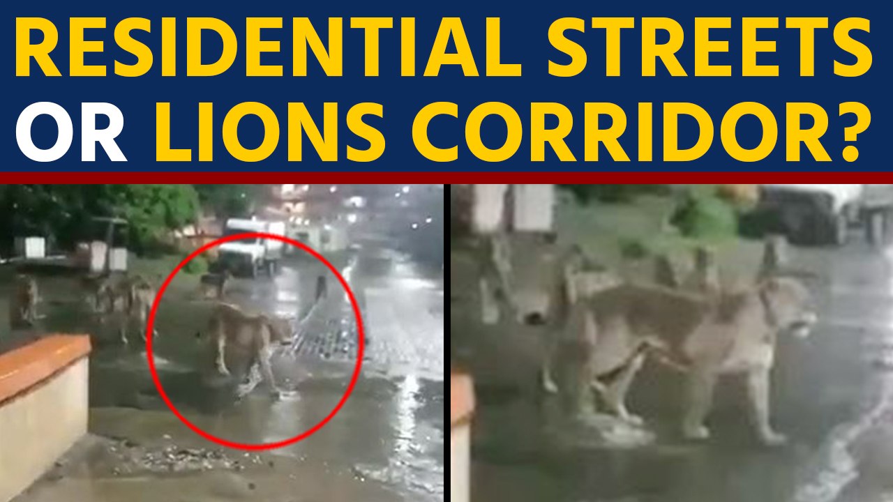 Lions found roaming on Gujarat's Junagadh streets, video goes viral