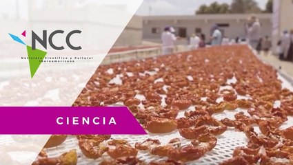 FAO capacita para la producción de uvas secas en Egipto