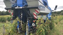 Vendée. Les vendanges ont débuté au domaine Coirier