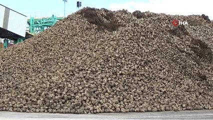 Amasya'da 66. pancar alım kampanyası başladı