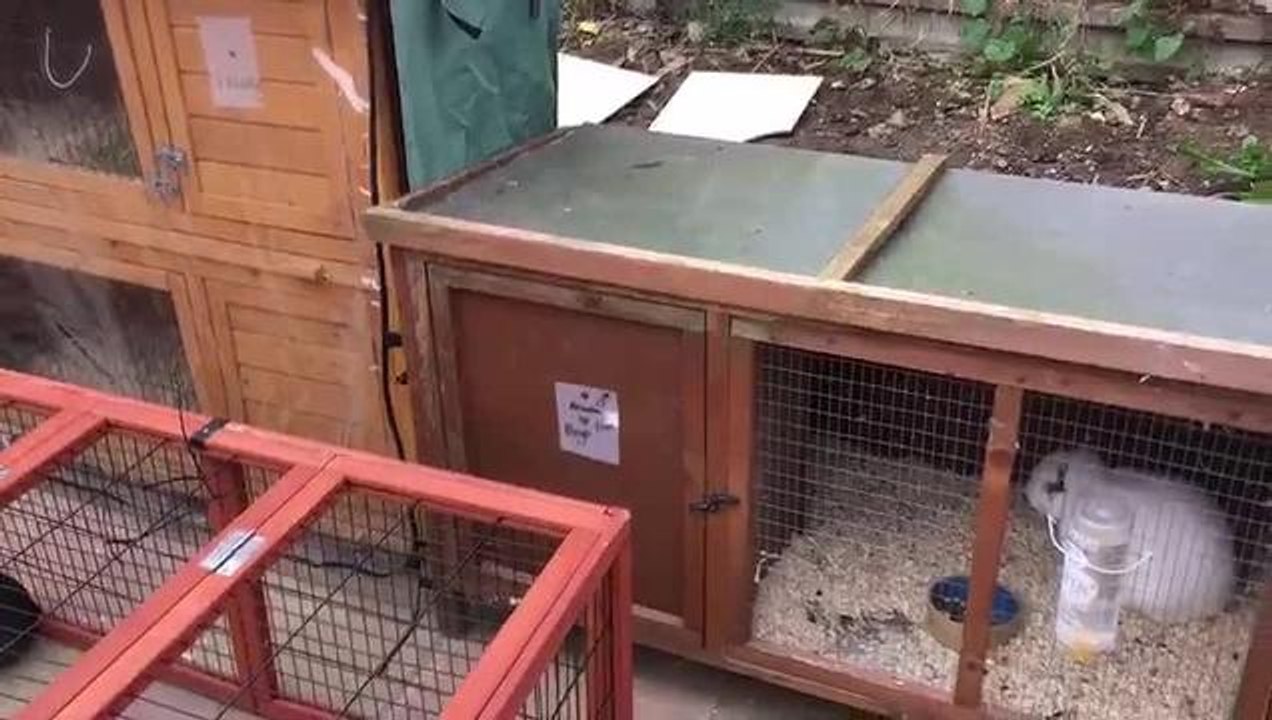 Rabbit rescue interview