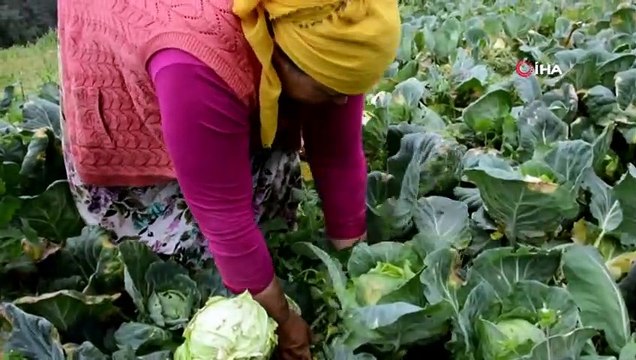 2 Bin Rakımlı Çambaşı Yaylası’nda Beyaz Lahana Hasadı Başladı
