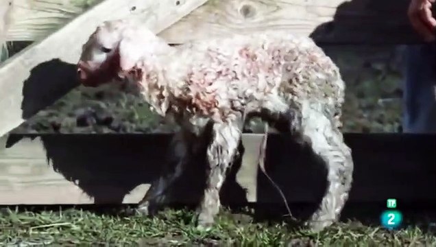 documental perros ovejeros contra lobos