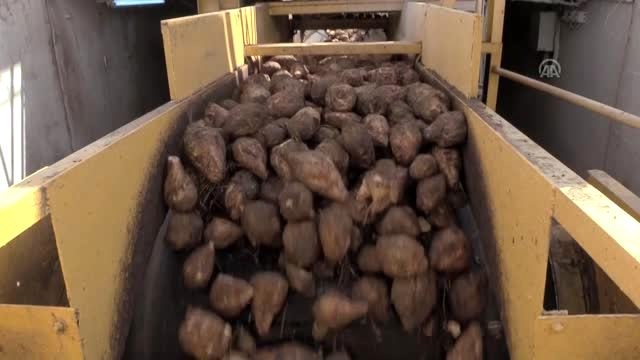 Amasya Şeker Fabrikası'nda 66. kampanya dönemi başladı