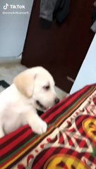 New TikTok comedy videos trading