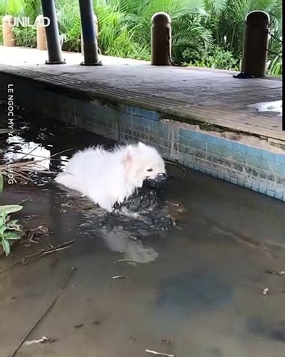 Just a dog doing what dogs do best