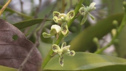 Las orquídeas de la Chuiquitania boliviana que no florecieron por los incendios