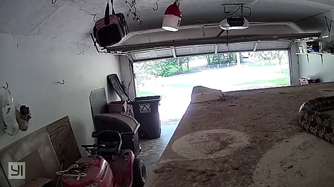 Camera Catches Kingsnake
