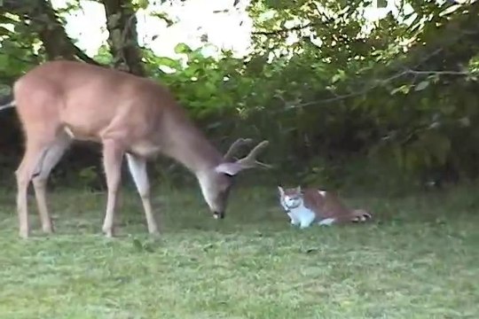 Un chat rencontre une biche... Belle amitié