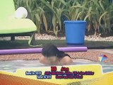 Aina at girl housemates, nag-swimming ala Dyesebel