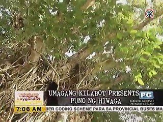 Umagang Kilabot Presents: Puno ng Hiwaga