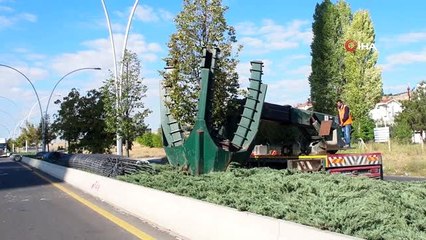Ankara Büyükşehir'den ağaç hassasiyeti