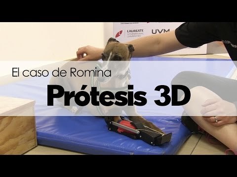 Ella es Romina, la primera perrita en usar una prótesis impresa 3D en México