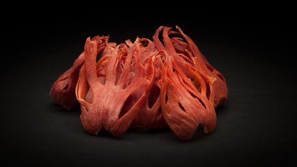 Mace vs Nutmeg: What's the Difference? 🌿