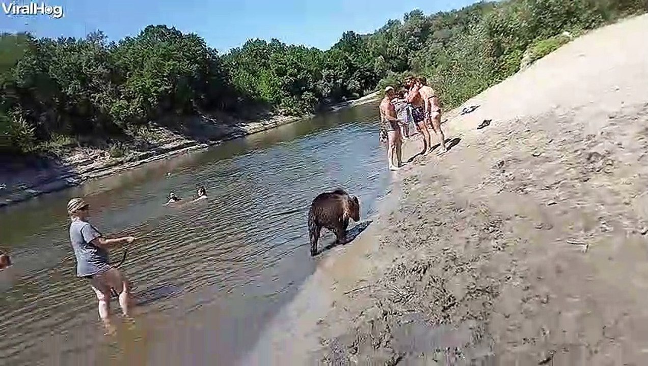 Bear and Beach Goers Swim Together
