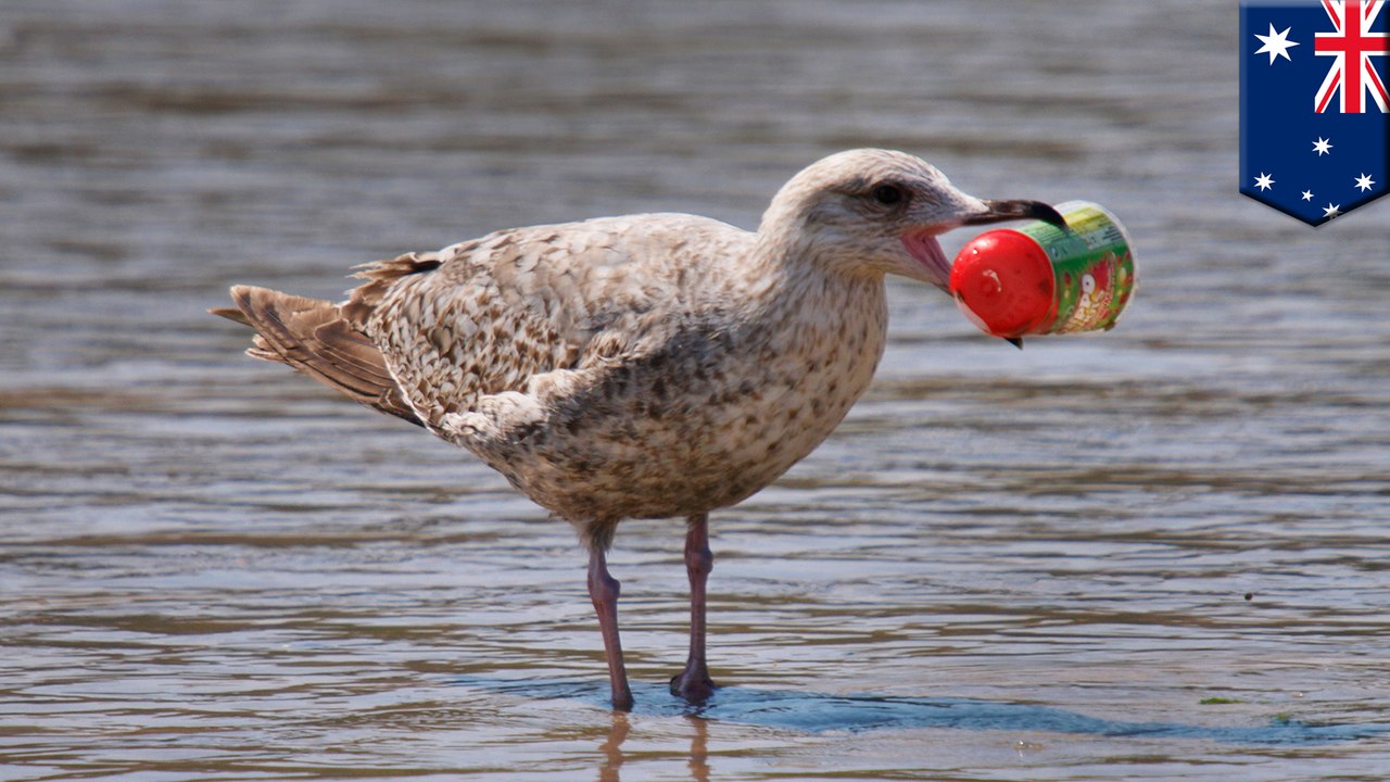 海洋プラスチックごみ誤食により 海鳥の体が縮小化 - トモニュース