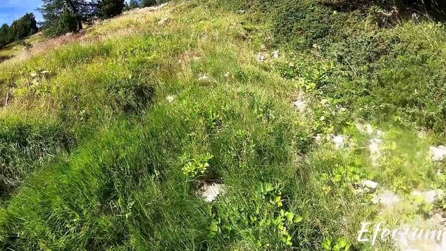 Inna arrêt sur coq tétras dans les Alpes 2019