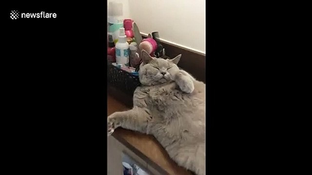 Sieste d'un chat qui ronfle ! Adorable !