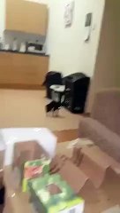 Effrayé par son ombre, ce chaton passe un sale moment !