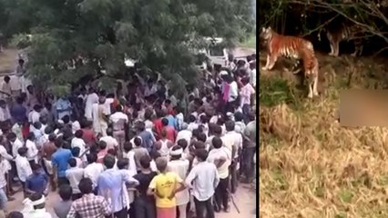 करौली बाघ हमला : चारपाई पर बैठे युवक को उठा ले गए टाइगर, तड़पा-तड़पाकर ली जान