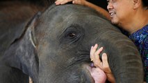 ویدئو؛ بچه فیل با پای مصنوعی به خانه جدیدش می‌رود