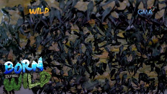 Born to Be Wild: Thousands of swiftlet birds residing in a private house