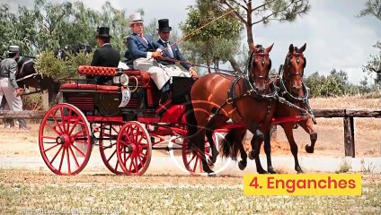 14 deportes que se practican a caballo