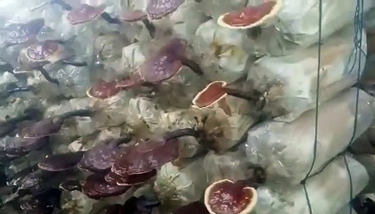 عينة للزوار عن طريقة انتاج الفطر الاحمر (الجانوديرما)