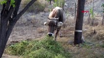 Gümüşhane kayıp inek, sosyal medya paylaşımıyla sahibine kavuştu