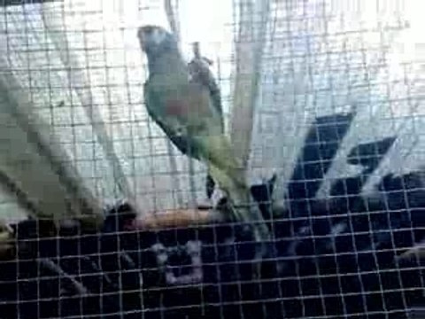 Karim DZ Admin in Algerian Room dans le Zoo