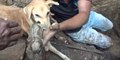 Estremecedoras imágenes de una maternal perra escarbando entre unos escombros para rescatar a sus cachorros
