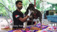 Dog with huge slab of skin torn away rescued