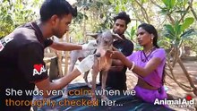 Nervous dog with no hair transforms into shining beauty