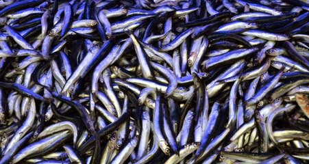 Yıllar sonra ilk kez erken çıkan yerli hamsi balıkçıları endişelendirdi