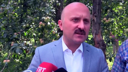 Tescilli Amasya misket elmasında hasat zamanı