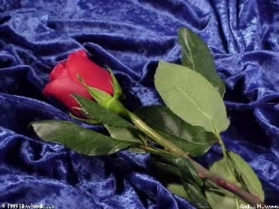 BETH MIDLER The Rose