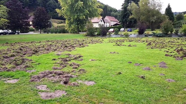 Les sangliers dévastent le parc de l'auberge de la Forêt à Lettenbach