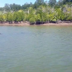 Shark Swims By Fishing Boat