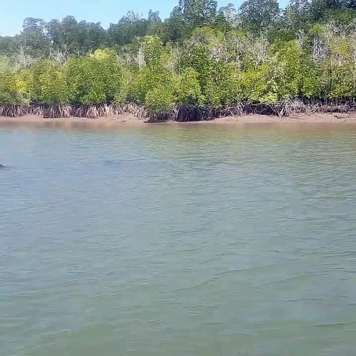 Shark Swims By Fishing Boat
