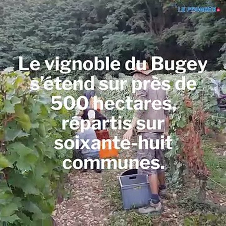 Les vins du Bugey