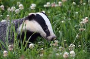 BBC Radio Somerset_Matt Faulkner 11Sep19 - badger cull
