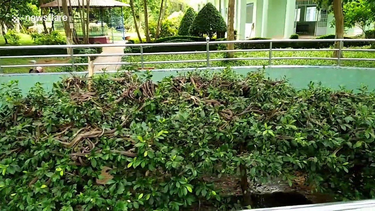 Terrifying 'snake tree' crawling with hundreds of reptiles seen on Vietnamese farm