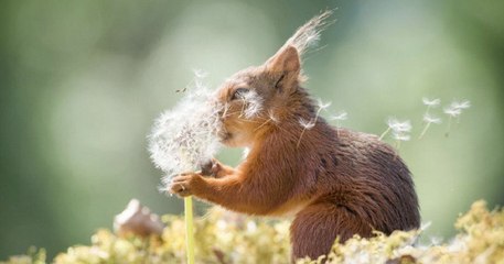 La photo animale la plus amusante ? Voici les 30 meilleurs clichés du concours !