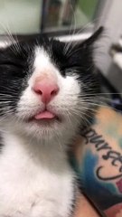 Kitty Naps with his Tongue Out