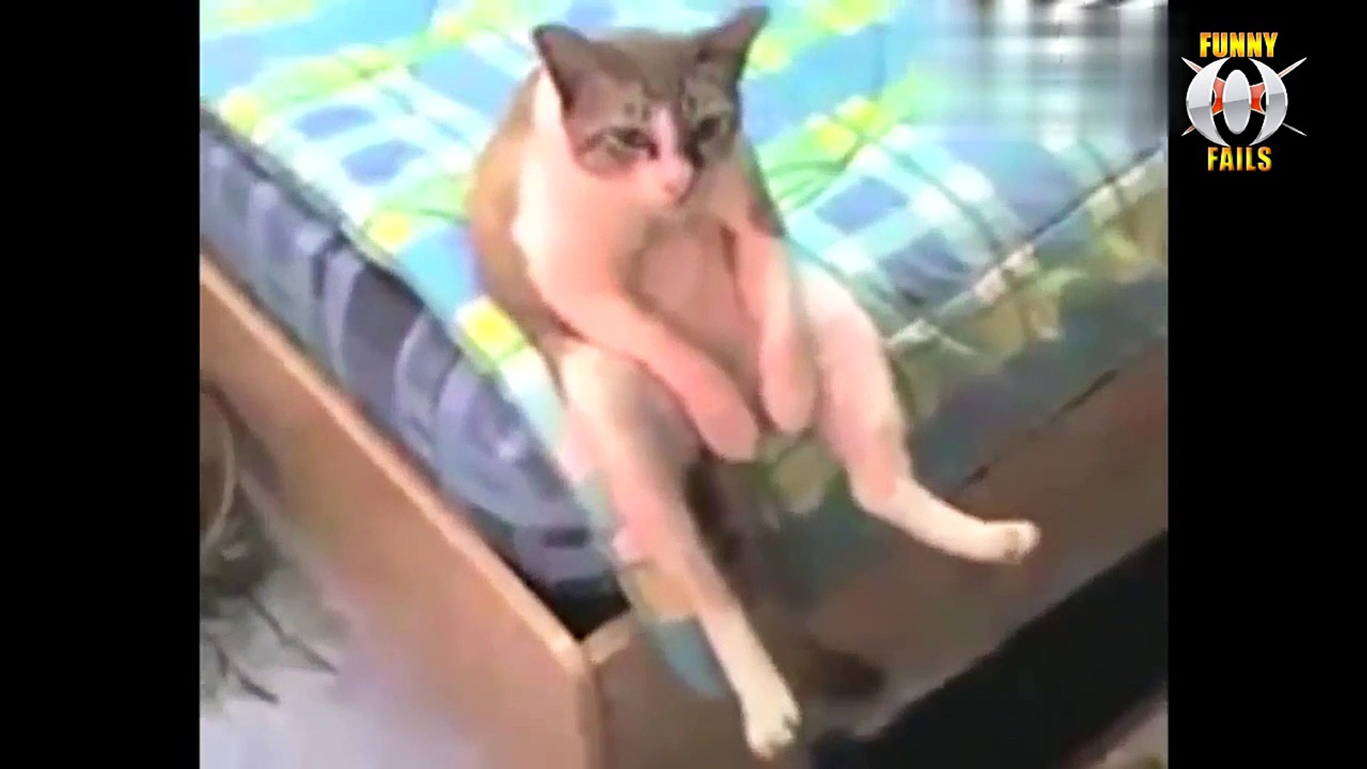 Cats Acting Like Humans! Funny Cat Compilation 2019 - video Dailymotion