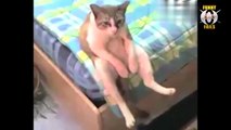 Cats Acting Like Humans! Funny Cat Compilation 2019