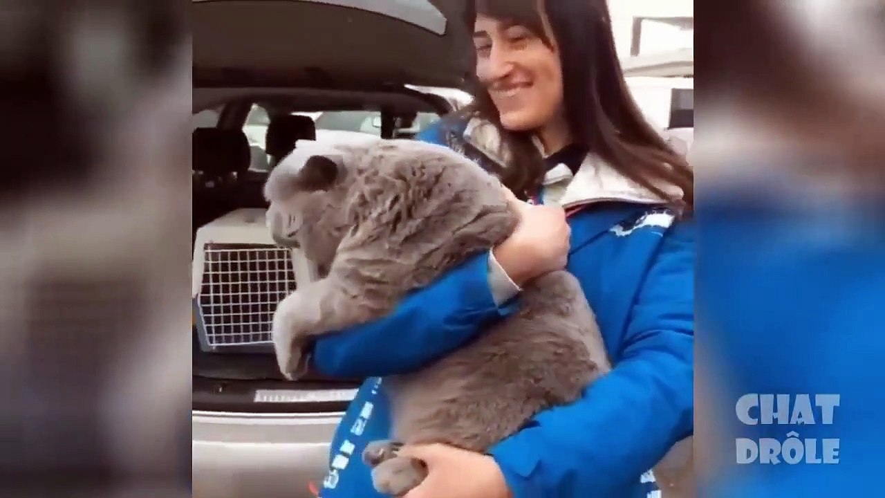 Essayer De Ne Pas Rire ✪ Vidéo De Chat À Mourir De Rire