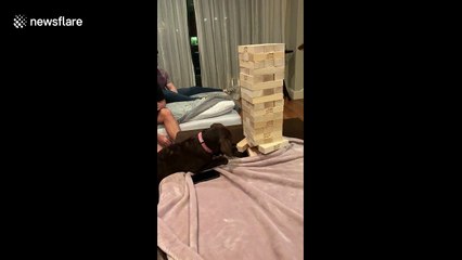 Genius Labrador puppy is a Jenga master